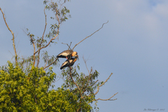 Theristicus caudatus