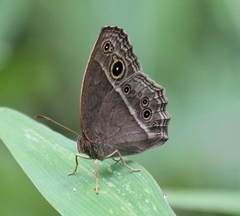 Mycalesis