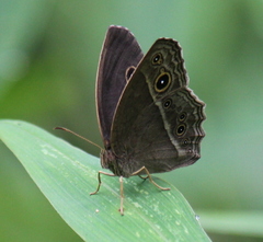 Mycalesis