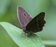 Mycalesis