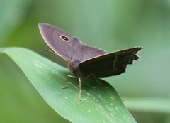 Mycalesis