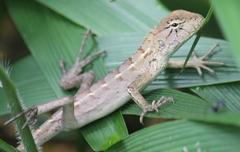 Calotes versicolor