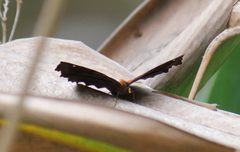 Ariadne ariadne