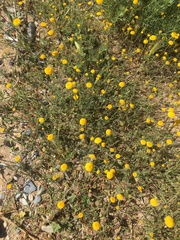 Anacyclus valentinus