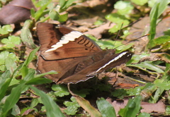 Euthalia phemius