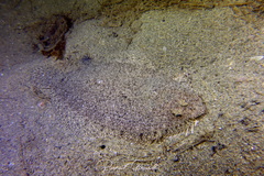 Arnoglossus laterna