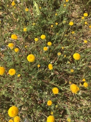 Anacyclus valentinus