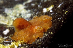 Yungia aurantiaca