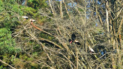 Theristicus caudatus