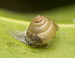 Coneuplecta calculosa