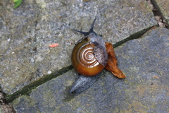 Macrochlamys superlita