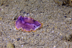 Prostheceraeus moseleyi