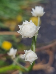 Ammobium alatum