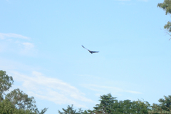 Theristicus caudatus