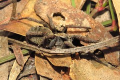 Venatrix australiensis