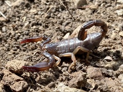 Nebo hierichonticus