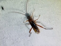Lissopimpla