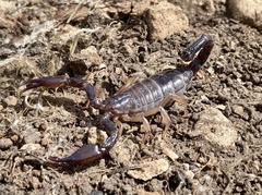 Nebo hierichonticus