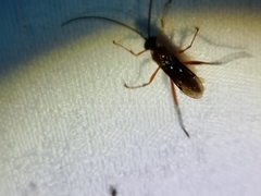 Lissopimpla
