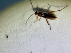 Lissopimpla