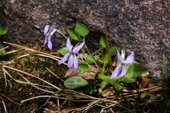 Viola grypoceras ripensis