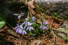 Viola grypoceras ripensis