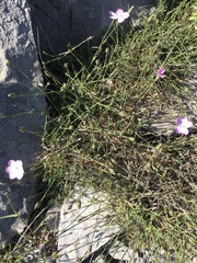 Dianthus pungens