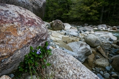 Viola grypoceras ripensis