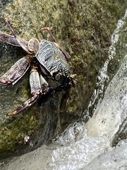 Grapsus tenuicrustatus