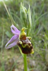 Ophrys truncata
