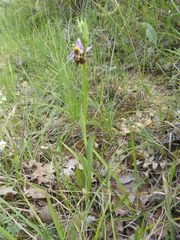 Ophrys truncata