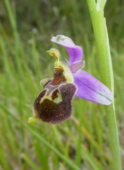 Ophrys truncata