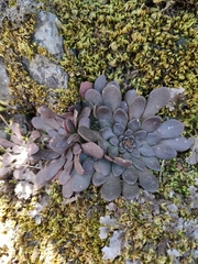Sedum cyprium