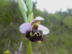 Ophrys truncata