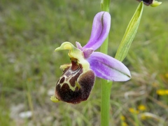 Ophrys truncata