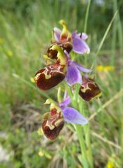 Ophrys truncata
