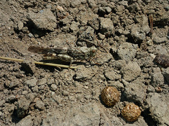 Trimerotropis pseudofasciata