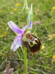 Ophrys truncata