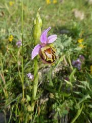 Ophrys truncata