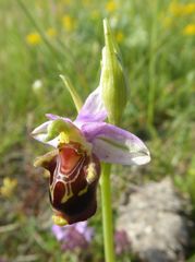 Ophrys truncata