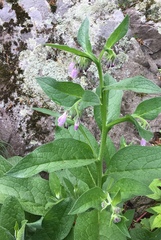 Symphytum × uplandicum