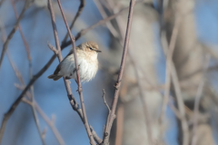 Phylloscopus collybita