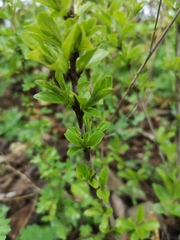 Rhamnus saxatilis