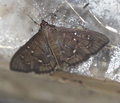 Prorodes mimica
