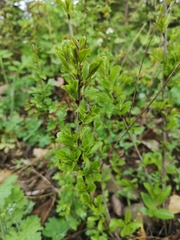 Rhamnus saxatilis
