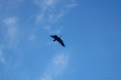 Theristicus caudatus