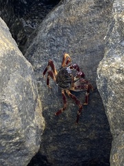 Grapsus tenuicrustatus