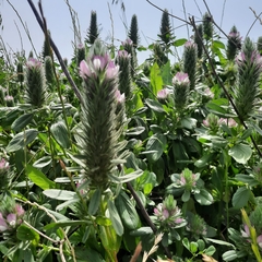 Ononis alopecuroides