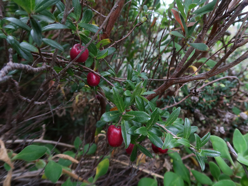 Billardiera ovalis (Billardiera ovalis)