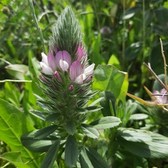 Ononis alopecuroides